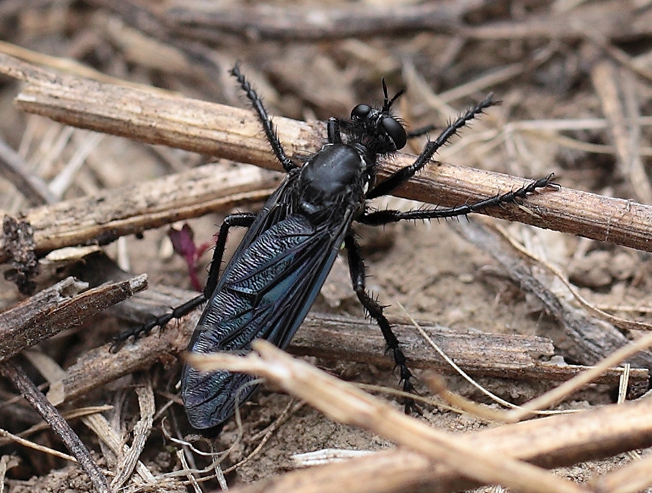 Asilidae?